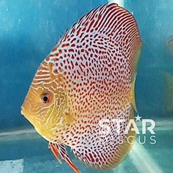 Discus Leopard Snake Skin mulai ukuran 1 cm