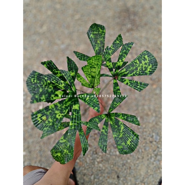 plem licuala mapu Sp borneo