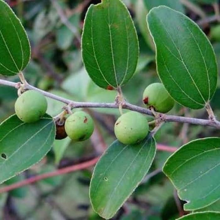 bibit buah bidara arab super