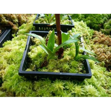 

Moss Hidup