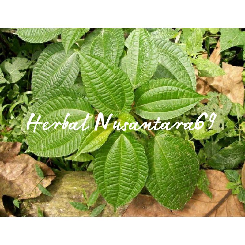 

100gr Daun Poh Pohan Segar