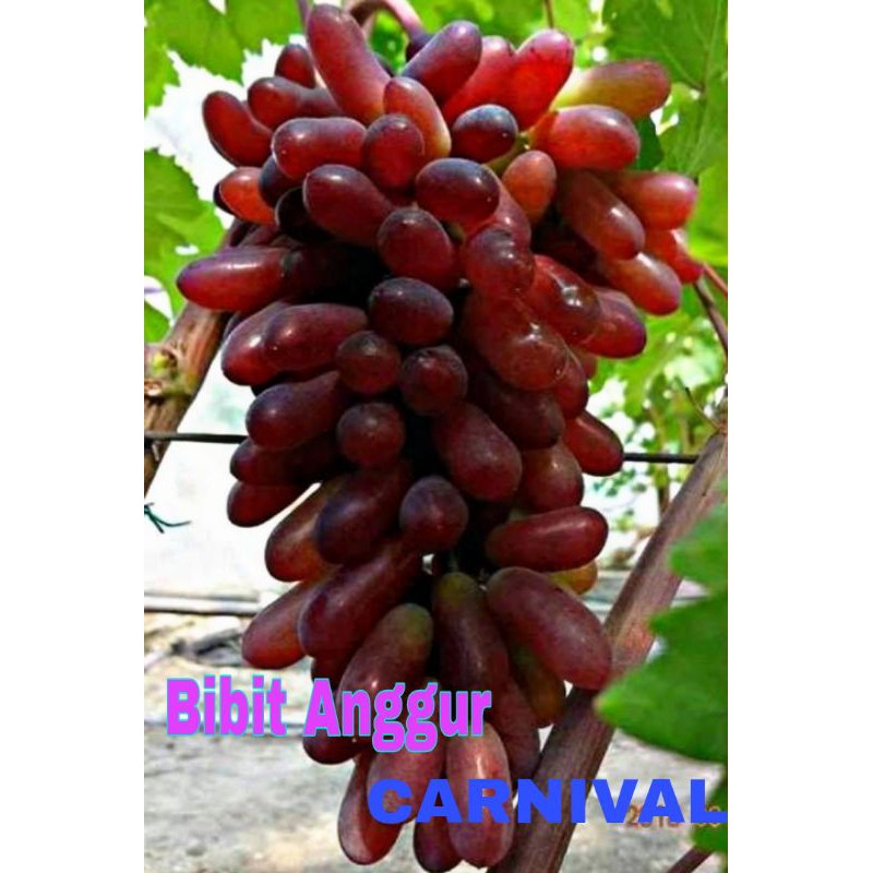 

Bibit Anggur Carnival