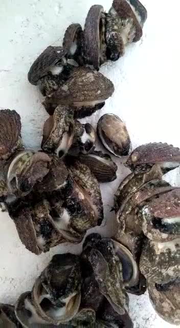 Jual Kerang Abalon kerang mata 7 1 Kg Indonesia|Shopee Indonesia