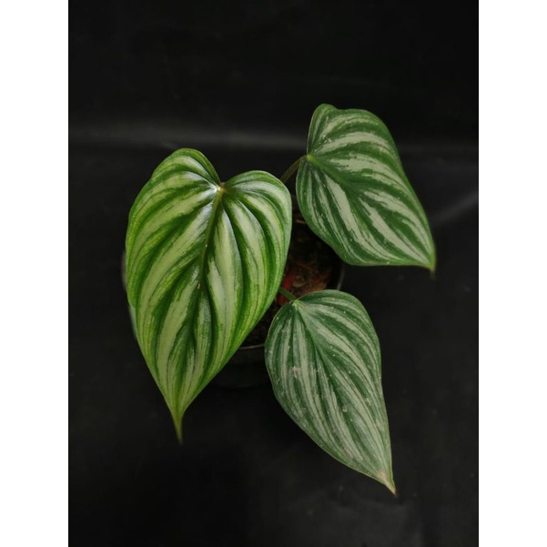 PHILODENDRON PLOWMANII