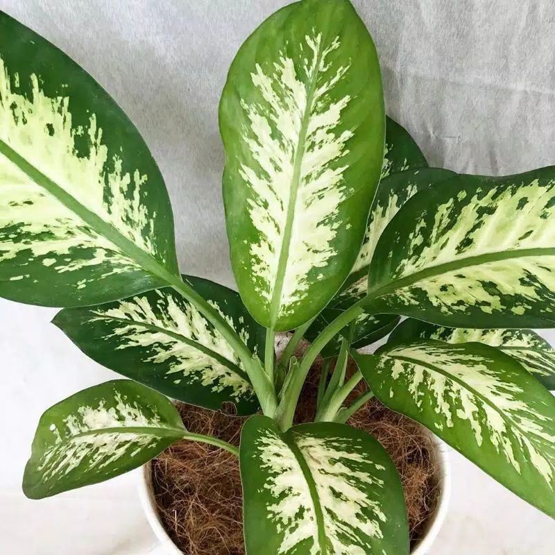 Aglonema Daun Bahagia/Diven Varigata