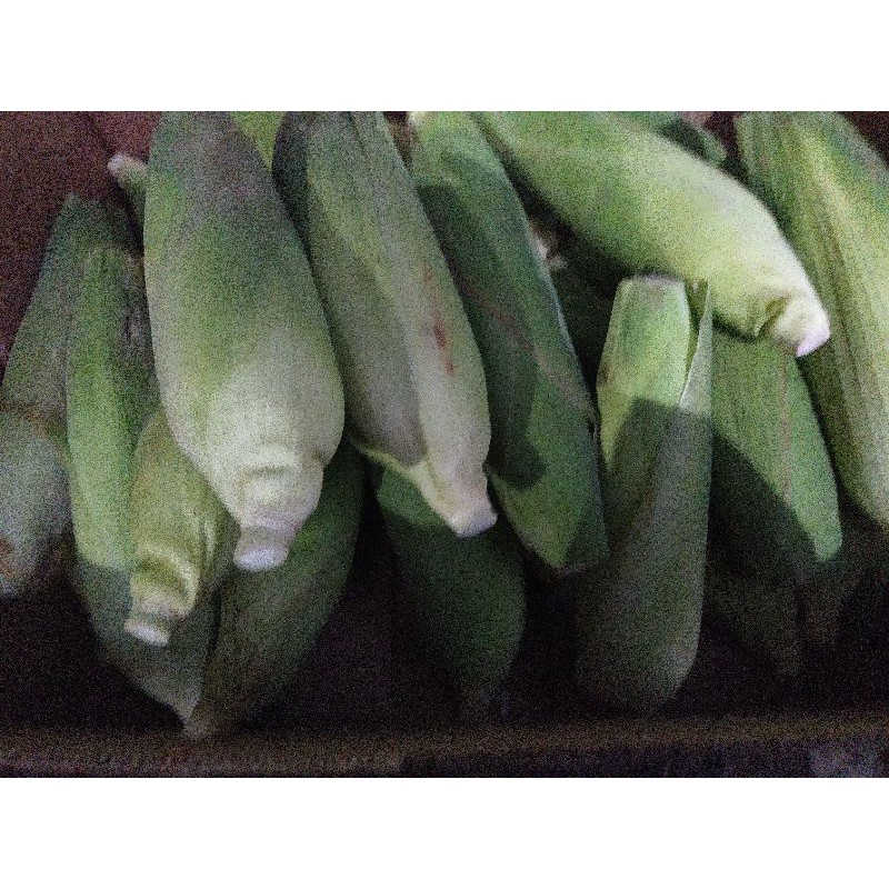 

jagung manis / sweet corn