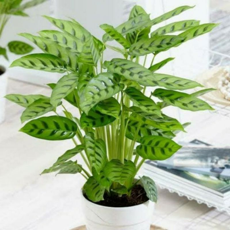 calathea leopardina