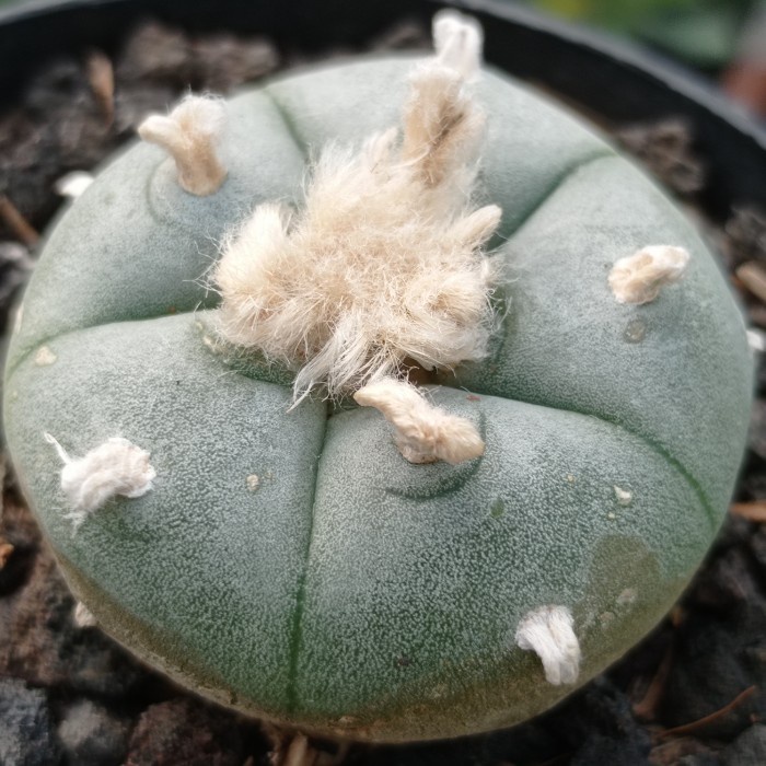 lophophora williamsii kaktus