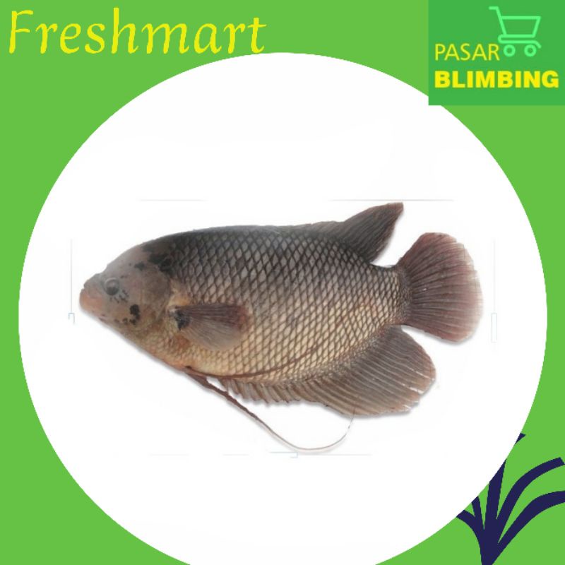 

Aneka ikan segar 1kg [Pasar Blimbing Malang]
