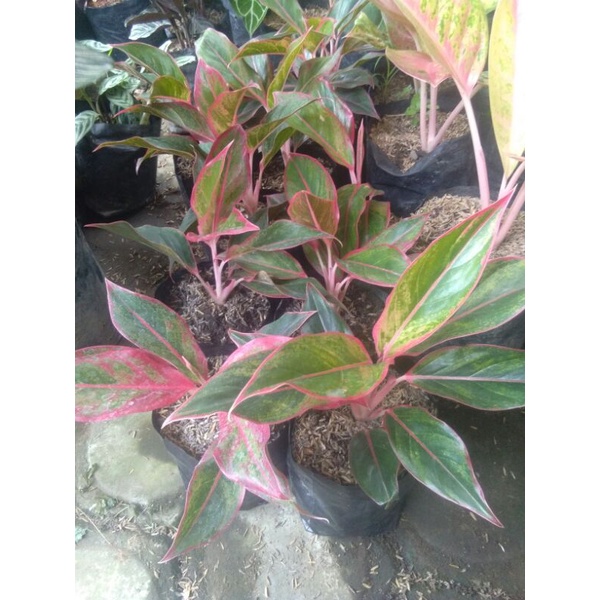 Tanaman Hias Aglonema Lipstik bibit aglonema lipstik murah bunga aglonema lipstik