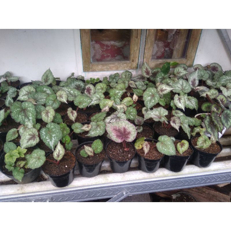 tanaman hias begonia keong