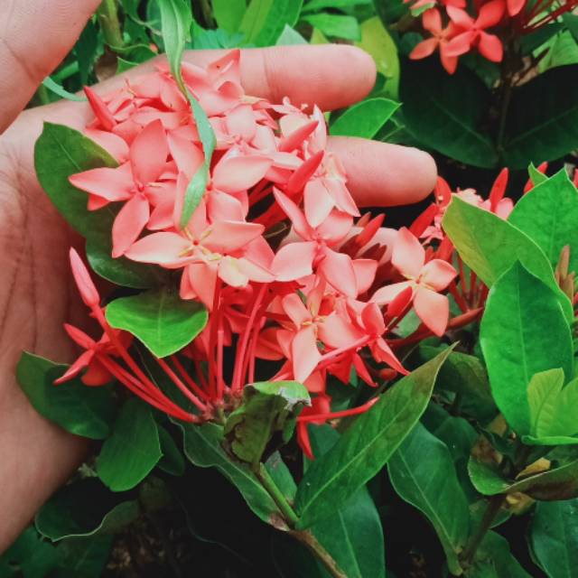 tanaman asoka hawai - bunga merah - asoka bunga merah