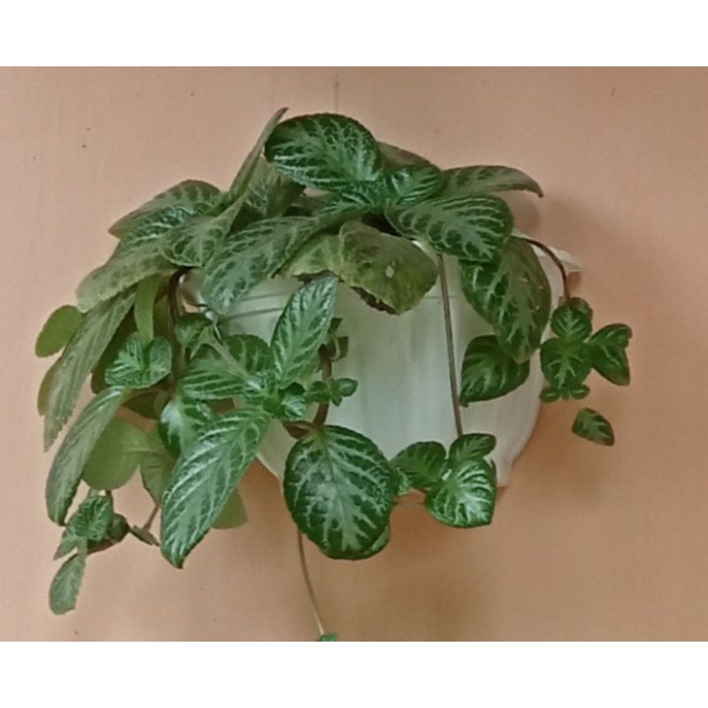 Episcia green -tanaman gantung episcia