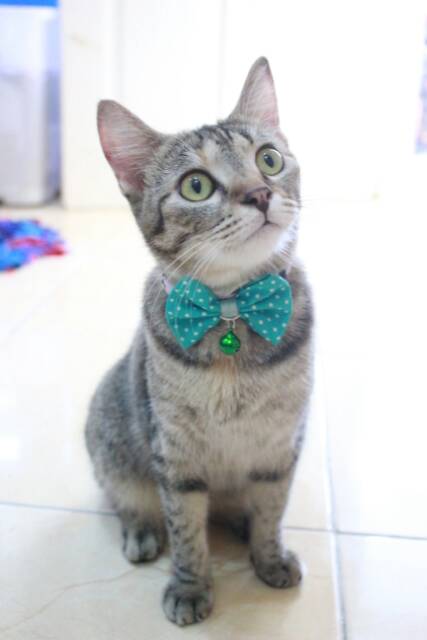 Dasi Kupu-kupu hijau polkadot lucu untuk kucing dan anjing size S M L XL / bowtie kucing 2018