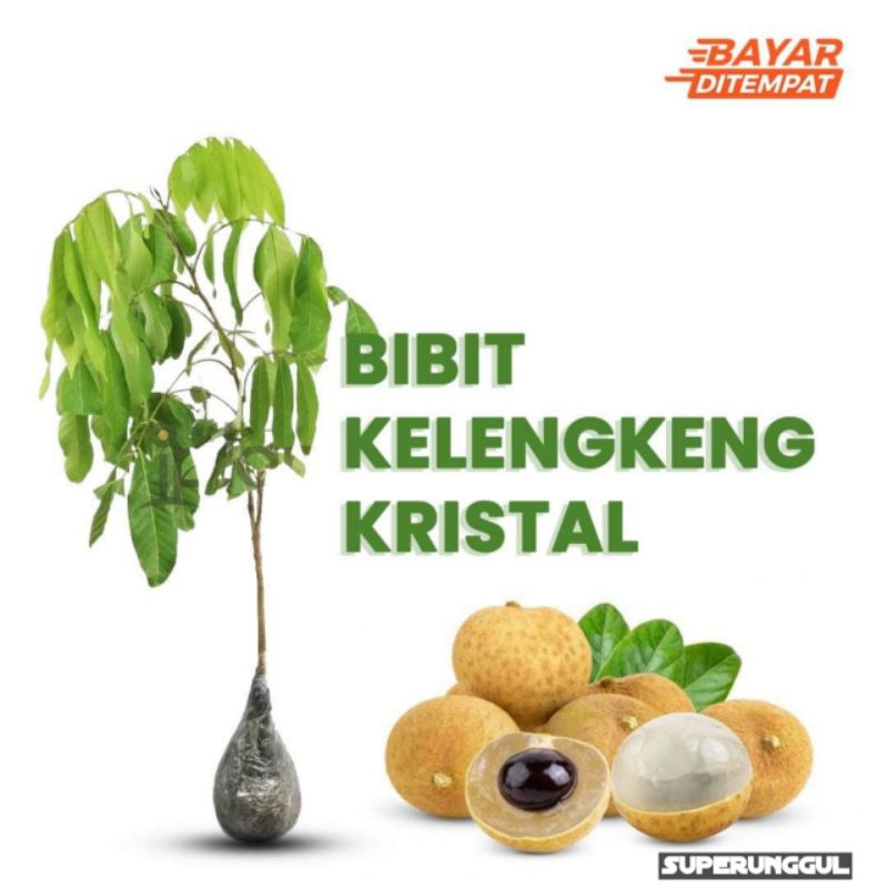 Bibit kelengkeng new kristal