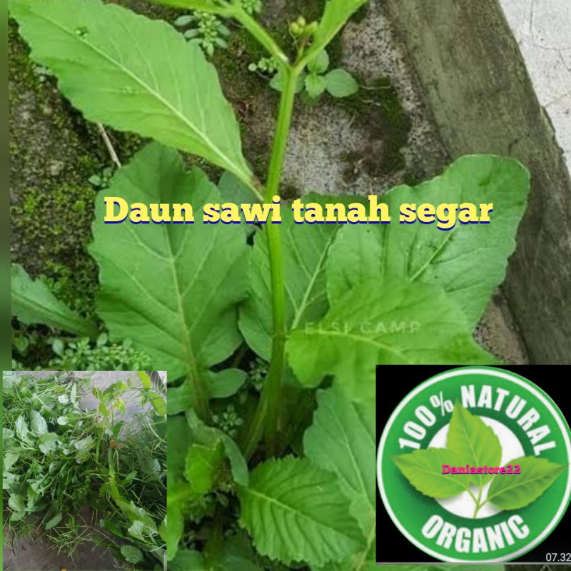 Daun sawi tanah segar