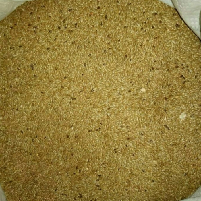 Benih biji rumput vetiver 50gram - Rumput vetiver - Anti longsor