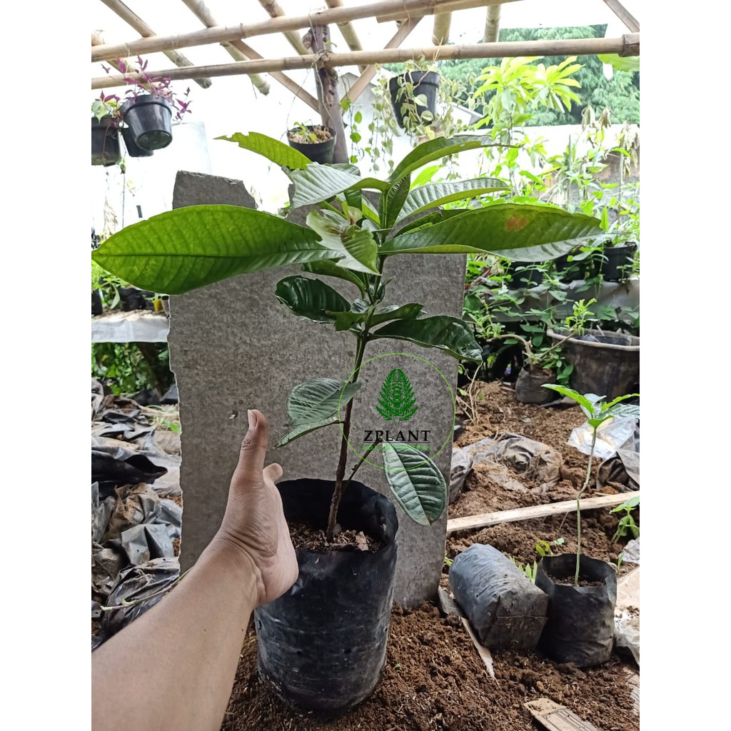 pohon gowok/bibit pohon kupa gowok/kepa