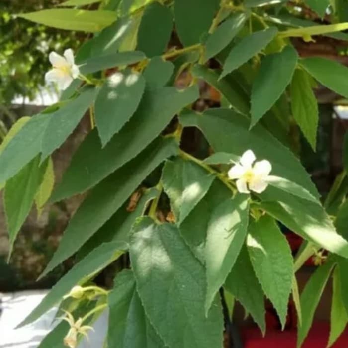

Daun Kersen kering / Daun Talok kering / Obat Herbal Ampuh (500gr)