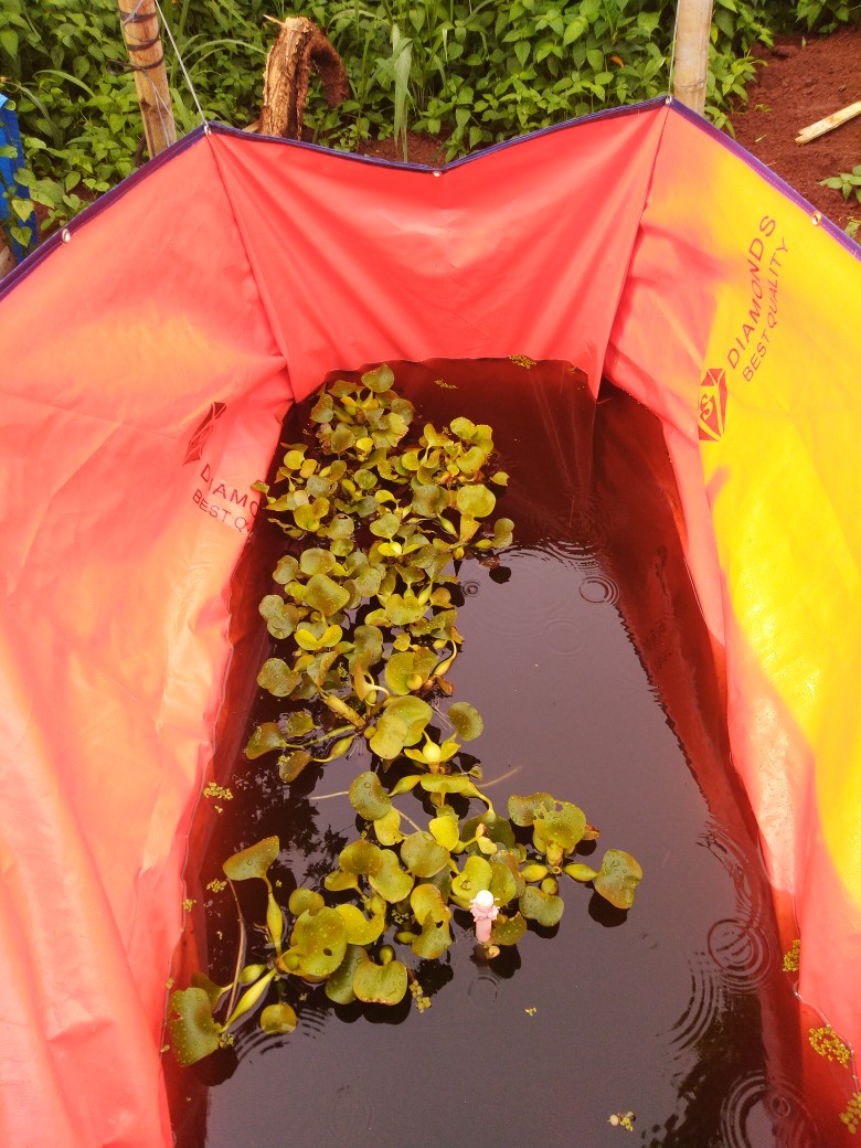 Kolam Terpal Ikan 2x1x1 Ketebalan Type A12