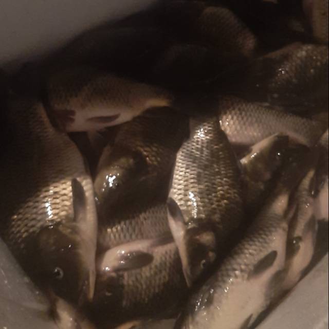 

Ikan Mas seger