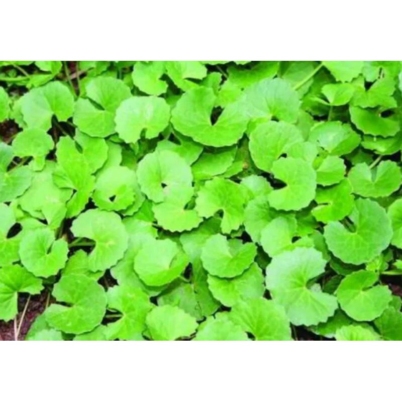 

Daun Pegagan segar 500gm