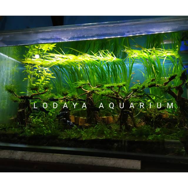 Bonsai Moss Aquascape Shopee Indonesia