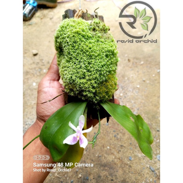 Phalaenopsis Modesta Daun Bulat Rawatan media fosil kayu ulin