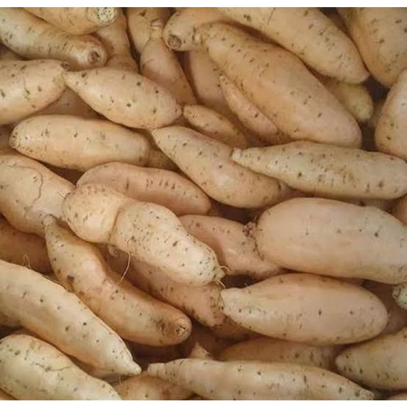 

ubi cilembu 1kg