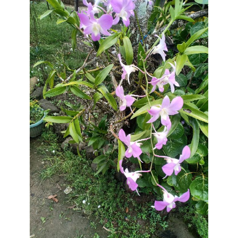 ANGGREK DENDROBIUM ARINDANG
