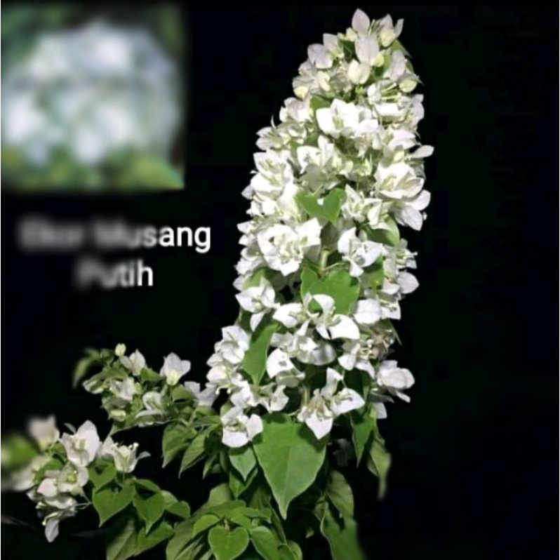tanaman hias bougenville ekor musang bunga putih