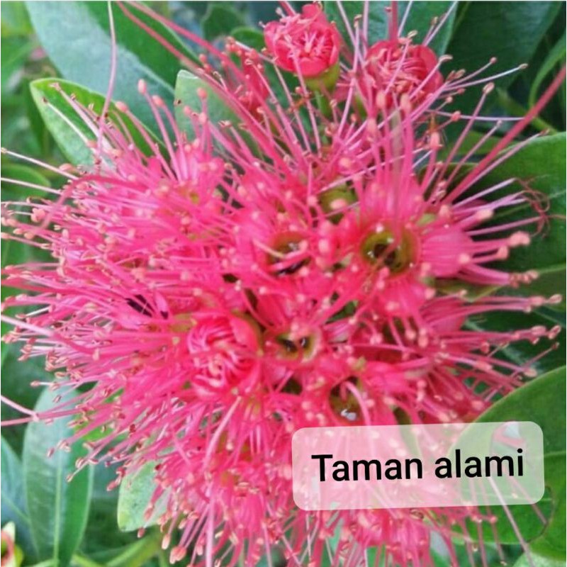 TERBARU  Santos lemon bunga merah tinggi 40-50 cm (-+) - tanaman santos lemon bunga merah