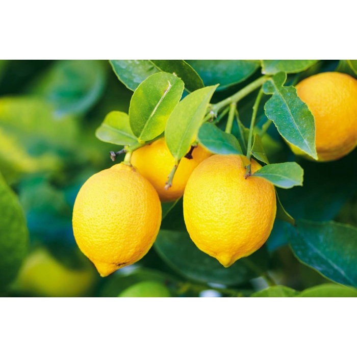 

1 kg buah jeruk lemon california lemon infort kwalitas super