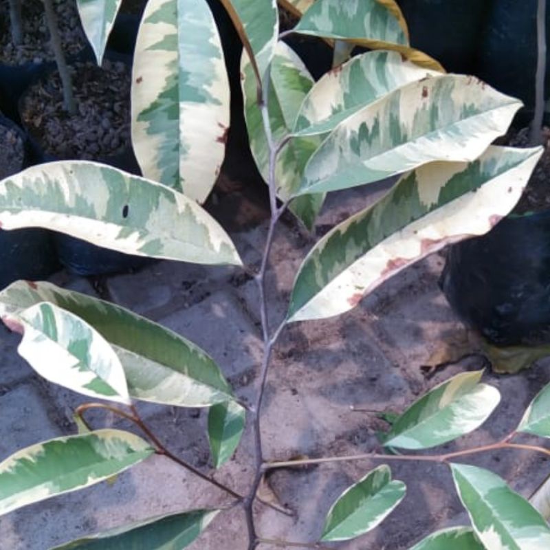 bibit buah kenitu farigata