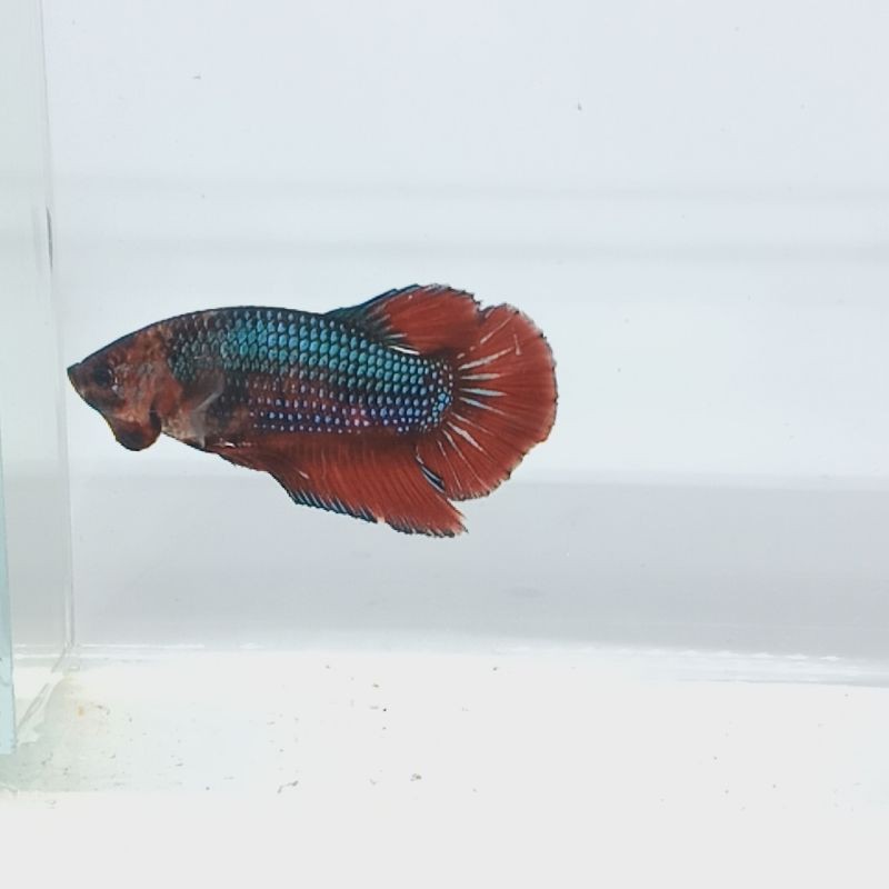 Ikan Cupang Giant Male / jantan - B