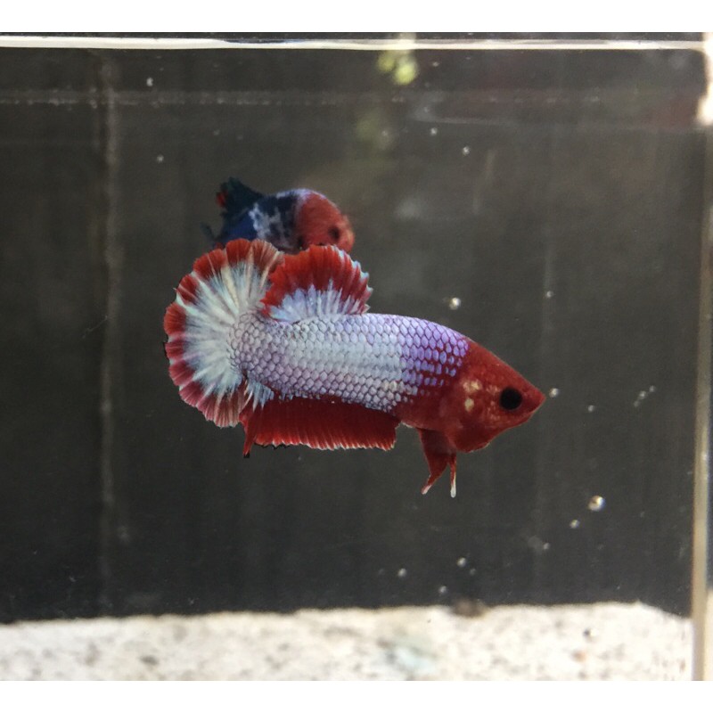 Cupang White Scale Red Head (PREMIUM QUALITY)