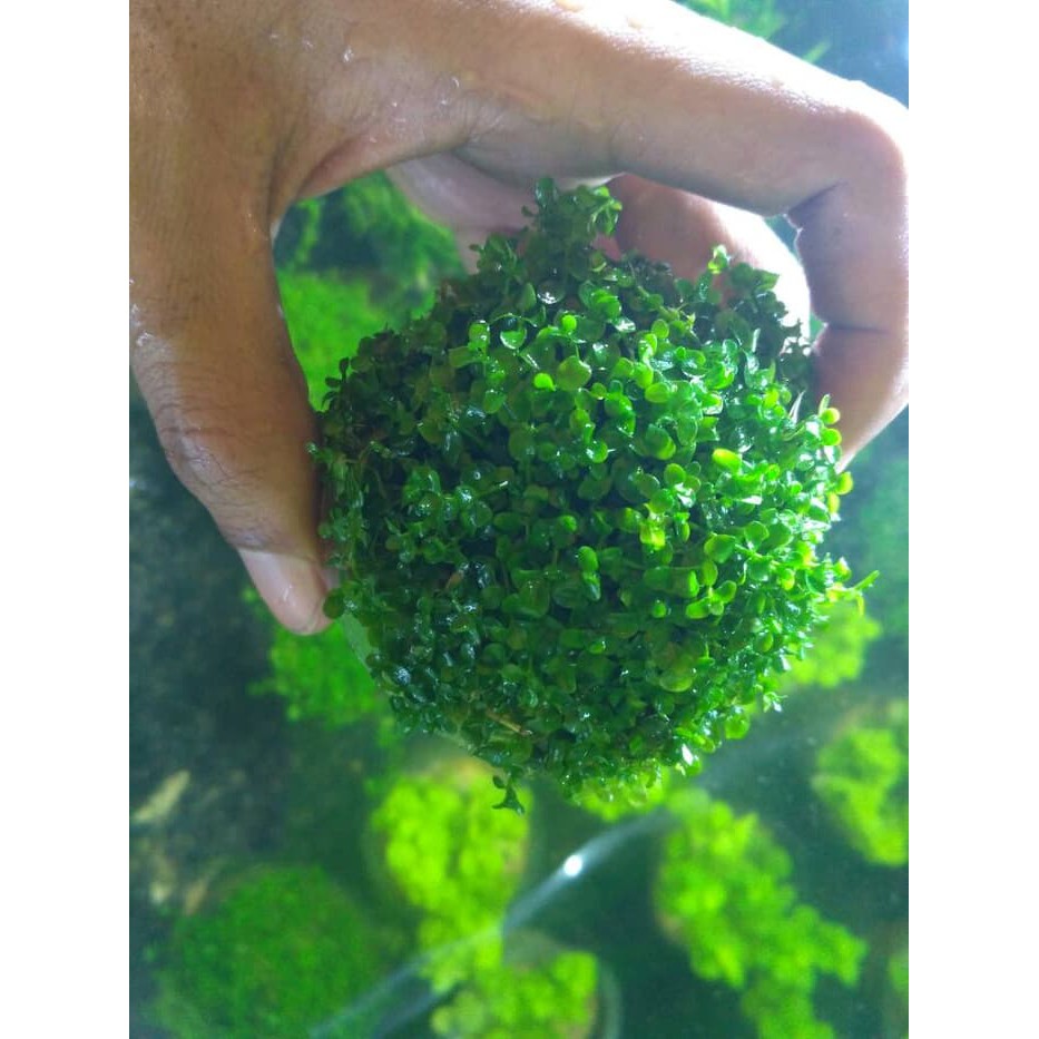 tanaman aquascape monte carlo