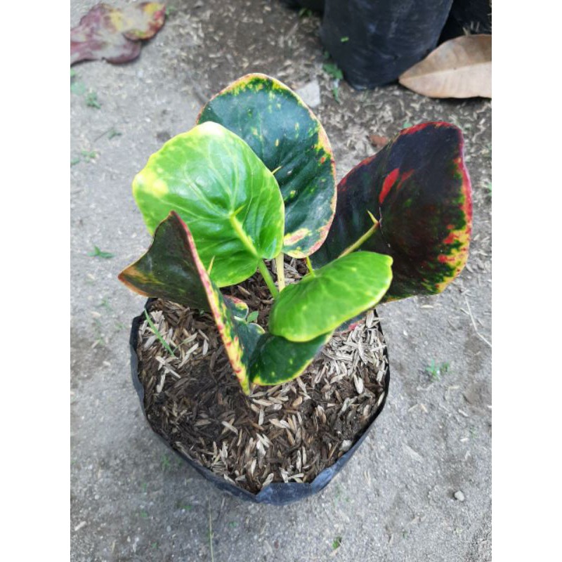 bibit tanaman hias bunga puring apel koin merah