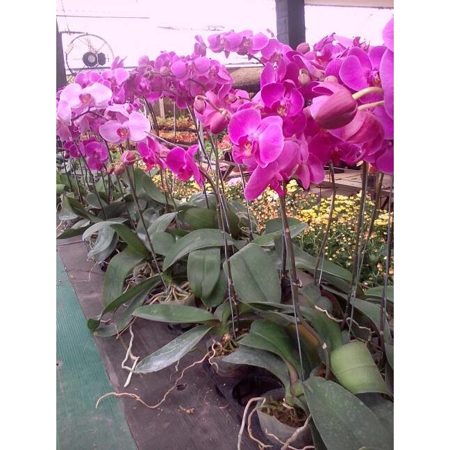 Bibit Bunga Anggrek Bulan Ungu