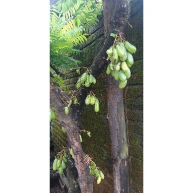 

ASAM WULUH/ASAM ACEH/BUMBU MASAKAN