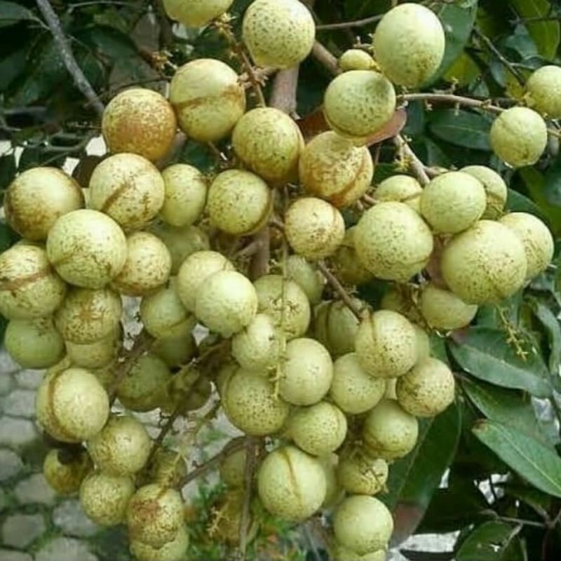 Bibit Tanaman Kelengkeng Matalada Okulasi Tinggi 40-60 Cm
