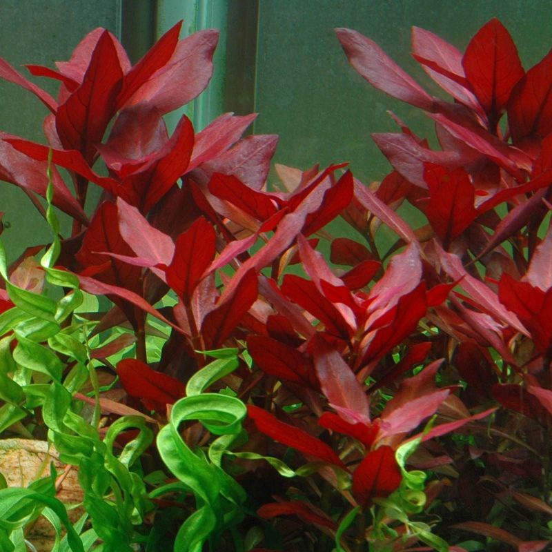 Ludwigia Red Rubin ( Tanaman Aquascape Tumbuhan Air Hiasan Aquarium Hidup )