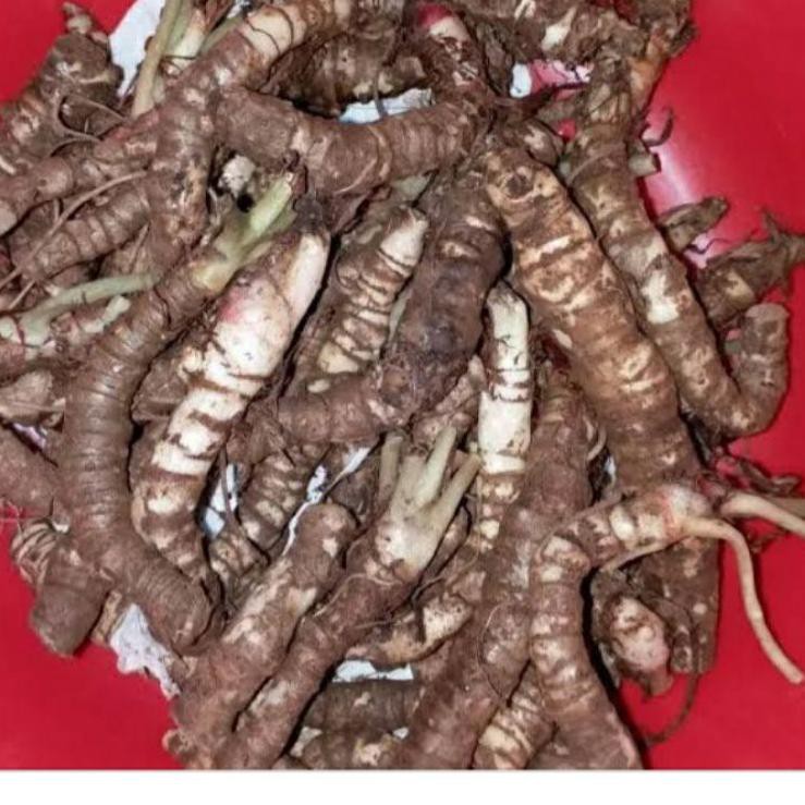 (HOT PRODUCT BEST SELLER) bonggol alokasia puncak borneo