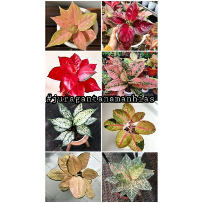 PAKET 8 BIBIT BONGGOL AGLONEMA