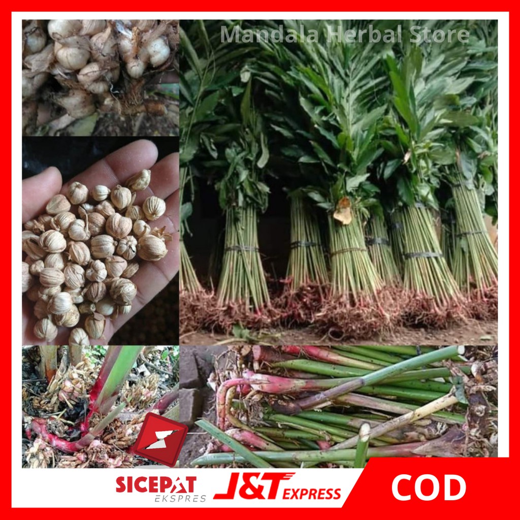 Bibit Kapulaga Hibrida - Bibit kapulaga Hijau - benih Kapulaga Asli Siap Tanam Bisa COD