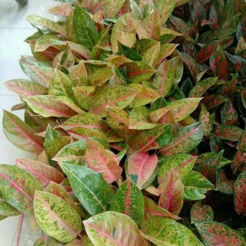 Aglaonema Big groy