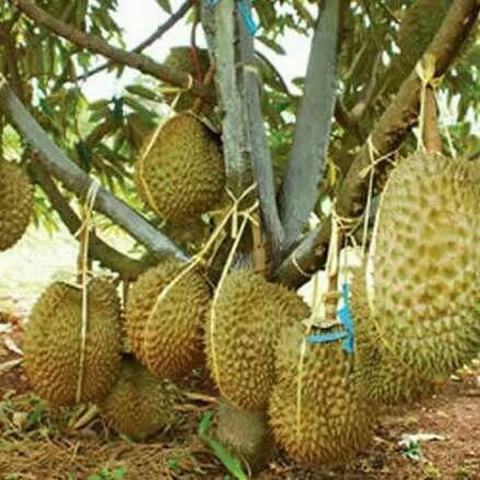 Tanaman Buah Durian Montong Shopee Indonesia