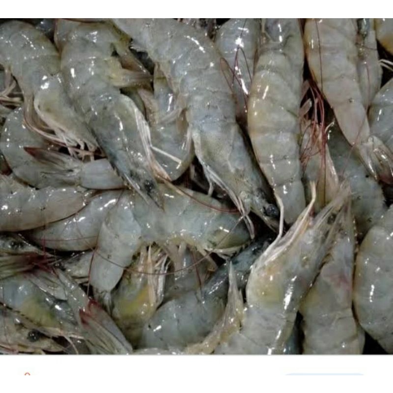 

udang gede