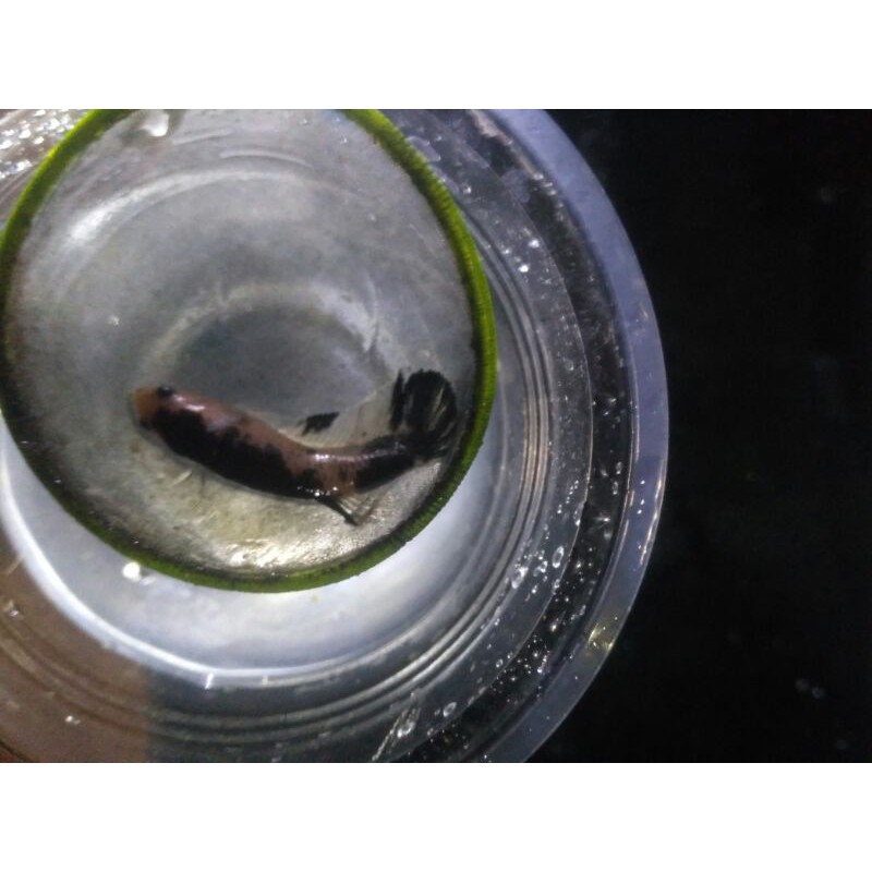 

Cupang Black koi