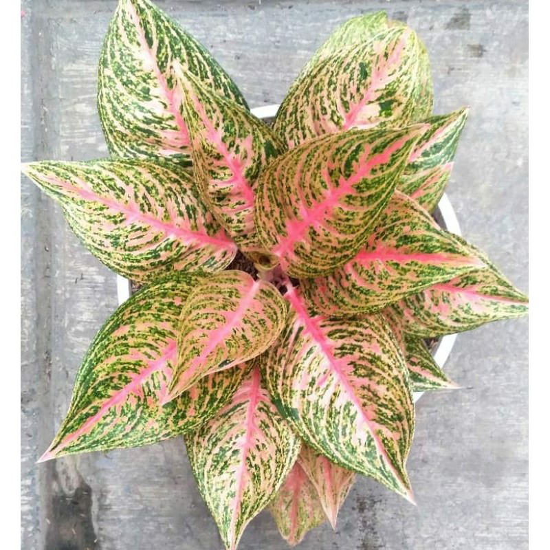 aglonema sexy pink jumbo